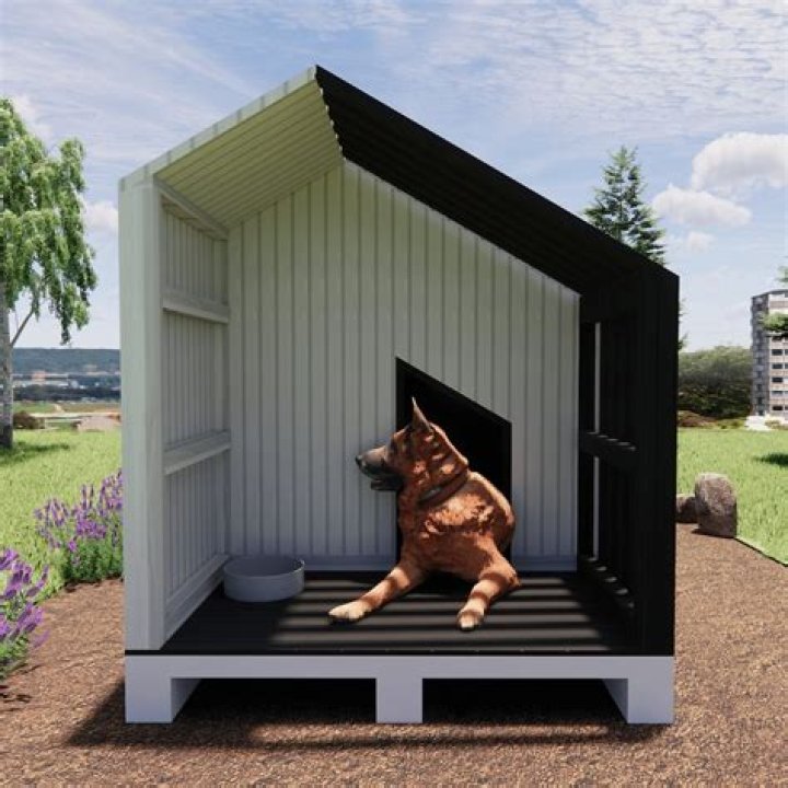 Should you take a dog outside after they pee in the house?