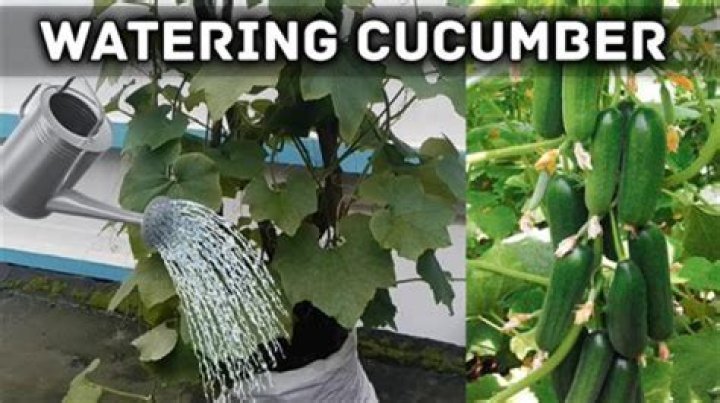 Should you water cucumbers everyday?