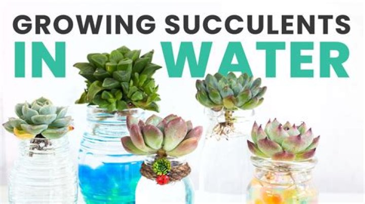 Should you water succulents after repotting?