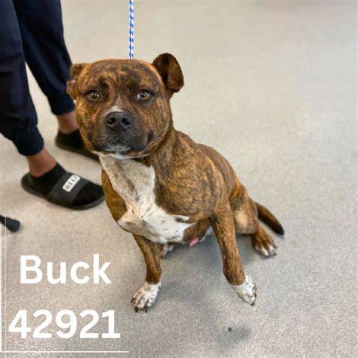 Was Buck adopted?