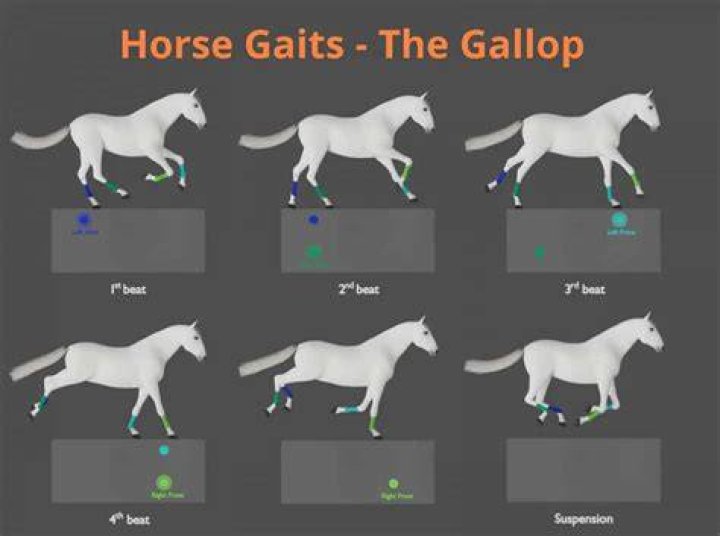 What's faster canter or gallop?