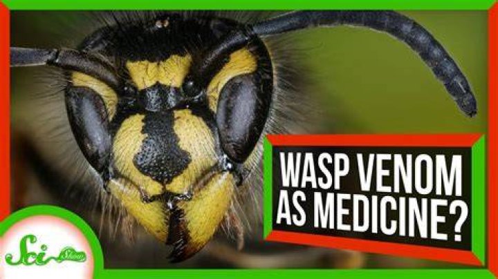 What's in wasp venom?