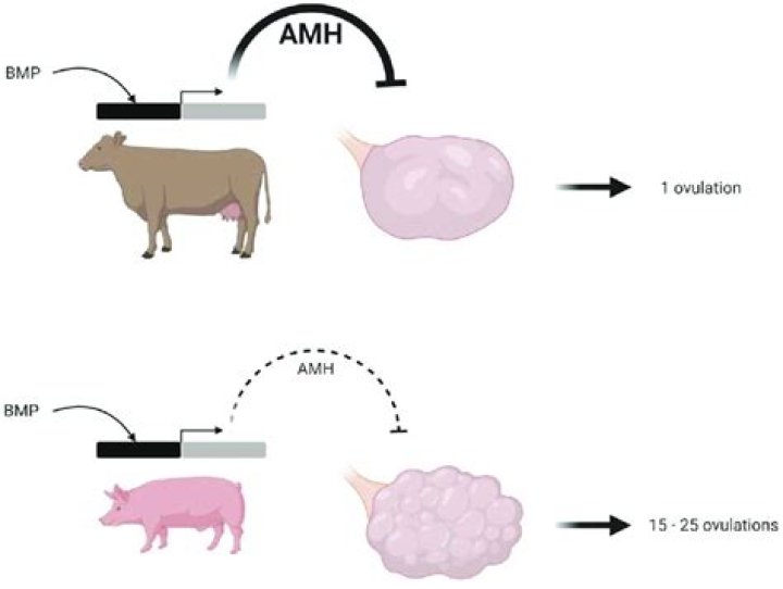 What's the difference between bovine and porcine?