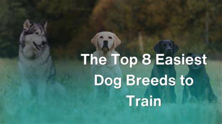 What's the easiest dog to train?