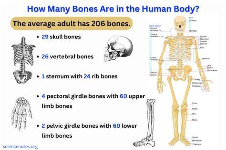 What 2 bones are the most difficult to break?