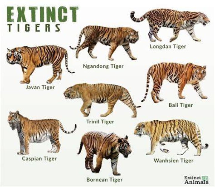 What 3 tigers are extinct?
