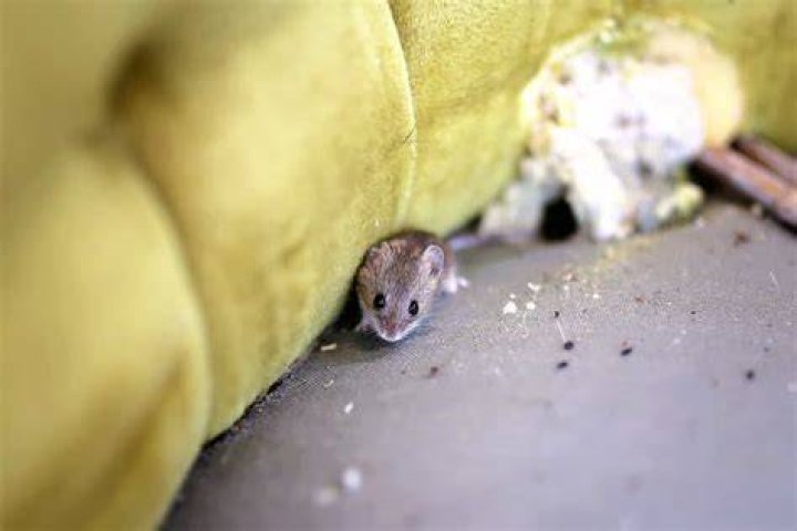 What a mouse nest look like?