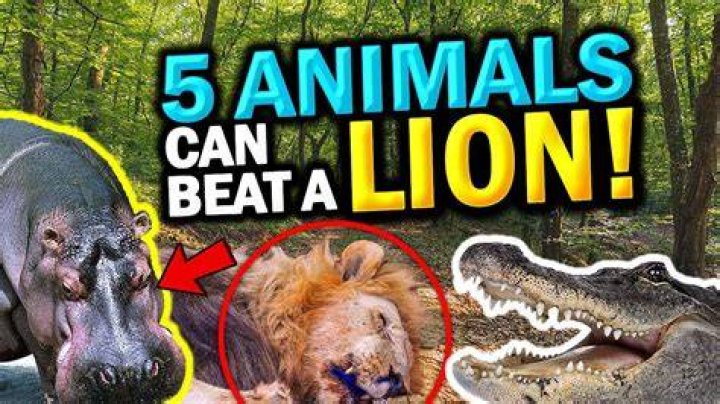 What animal can beat a lion?