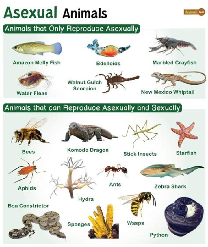 What animal can impregnate itself?