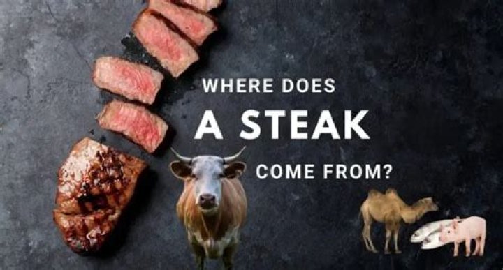 What animal does steak come from?