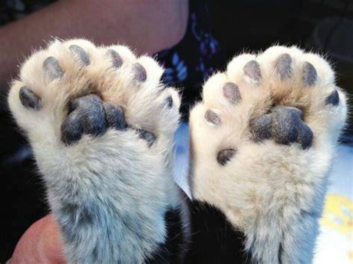 What animal has 4 front toes and 5 back toes?