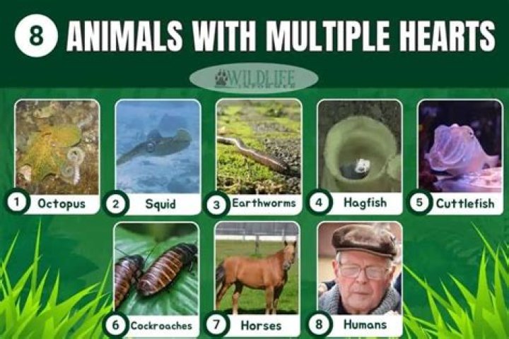 What animal has 8 hearts?
