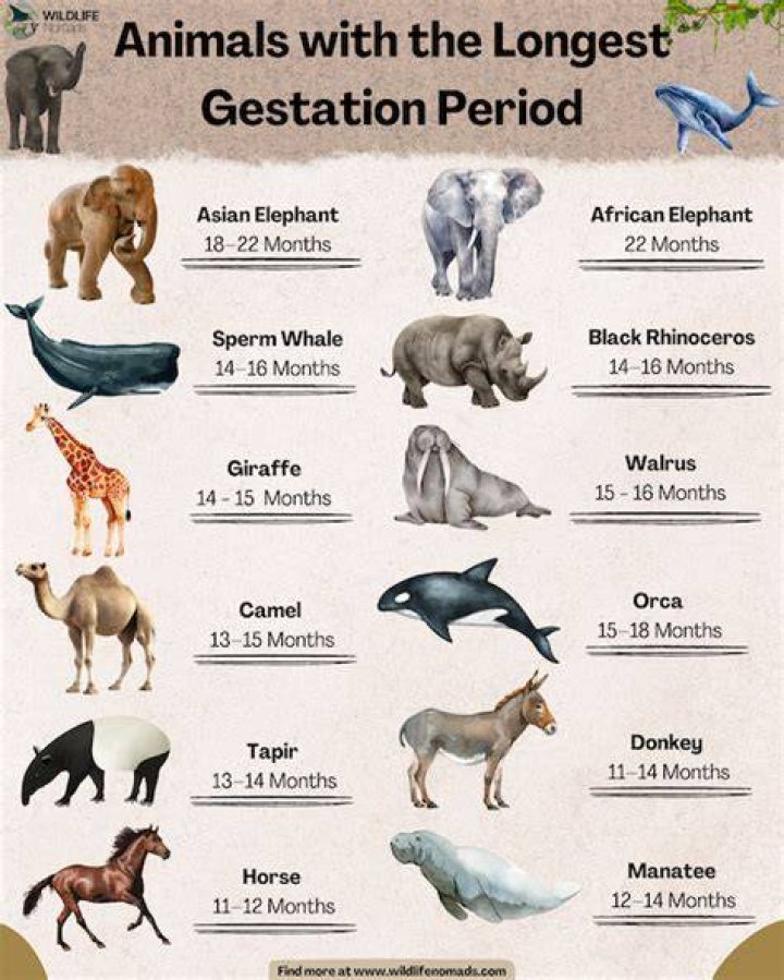 What animal has longest pregnancy?