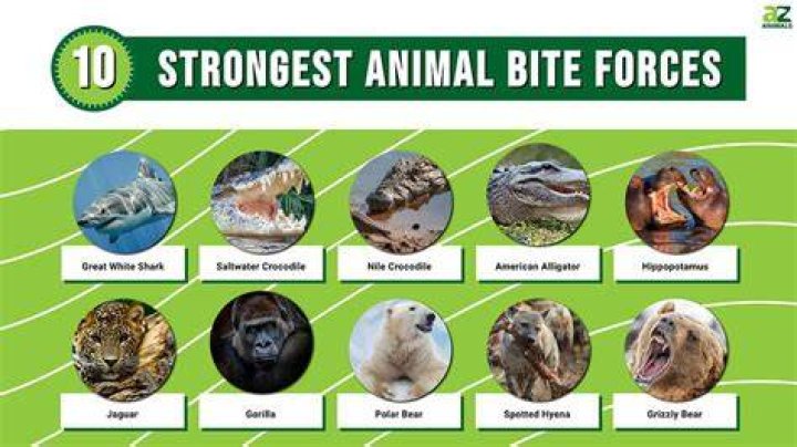 What animal has the strongest bite force?