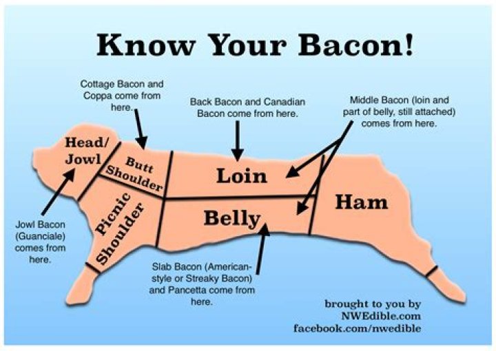 What animal is bacon?