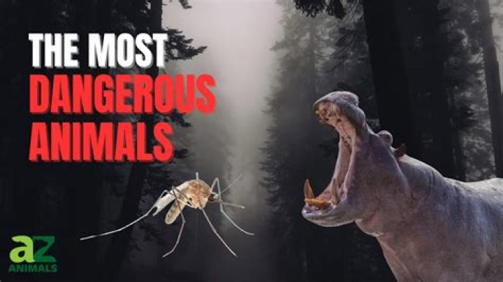 What animal is good for depression?