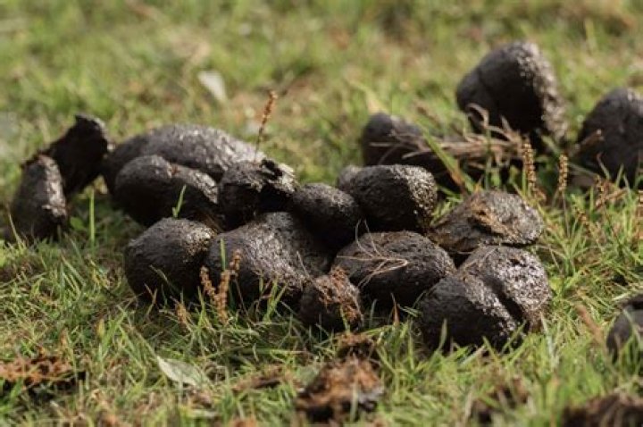 What animal poops out of mouth?