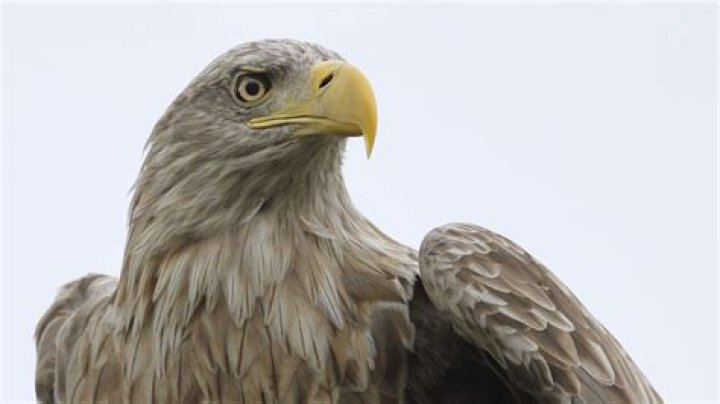 What animal represents Poland?