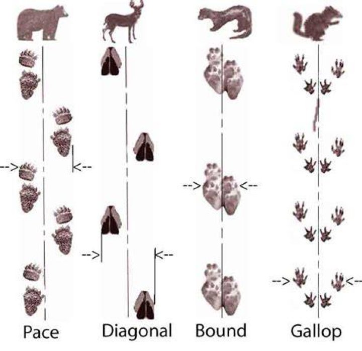 What animals are diagonal walkers?