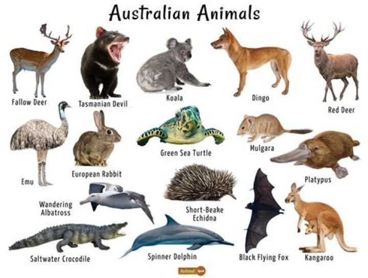 What animals are only found in Australia?