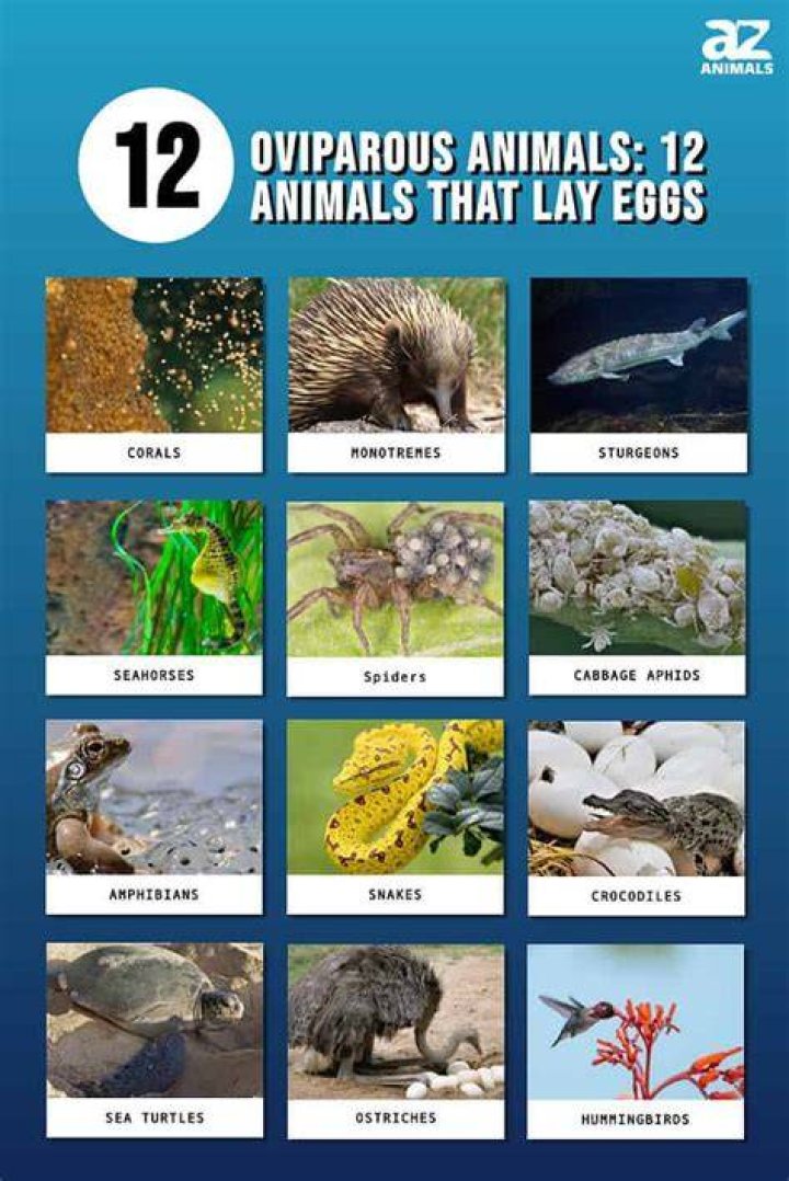 What animals lay eggs with yolk?