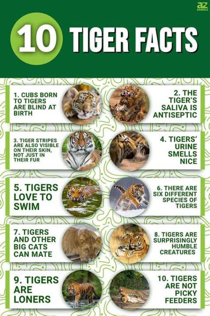 What are 3 interesting facts about tigers?