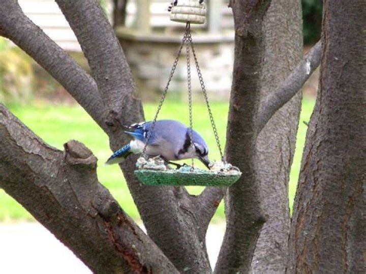 What are Bird right?