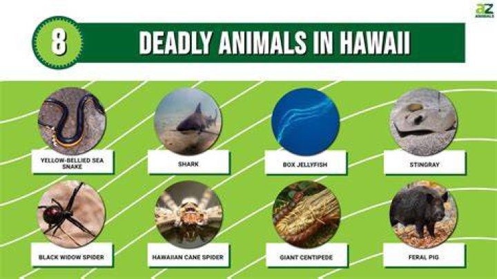 What are dangerous things in Hawaii?