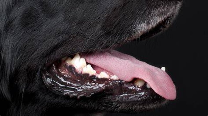 What are dog lips called?