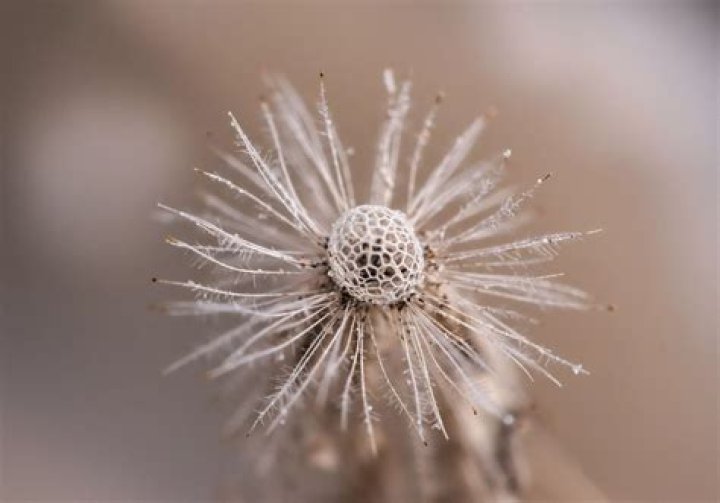 What are feathery balls made of?
