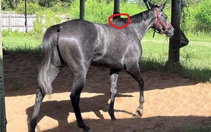 What are high withers?