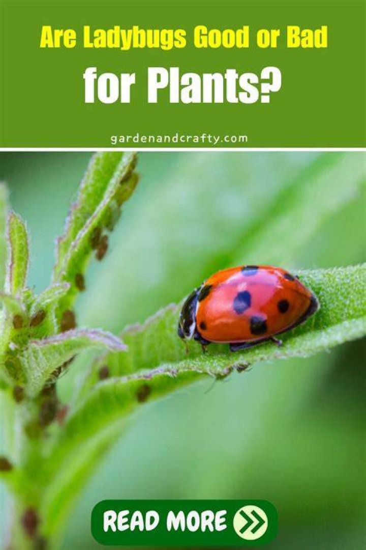 What are lady bugs good for?