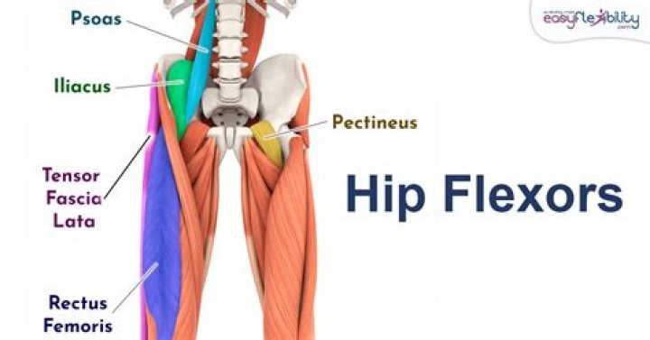 What are my hip flexors?