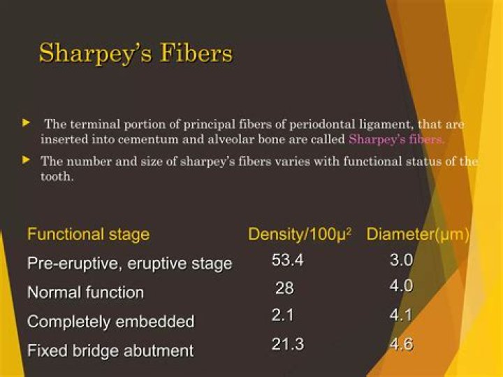 What are perforating Sharpey's fibers and what is their function?