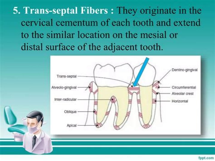 What are periodontal fibers?