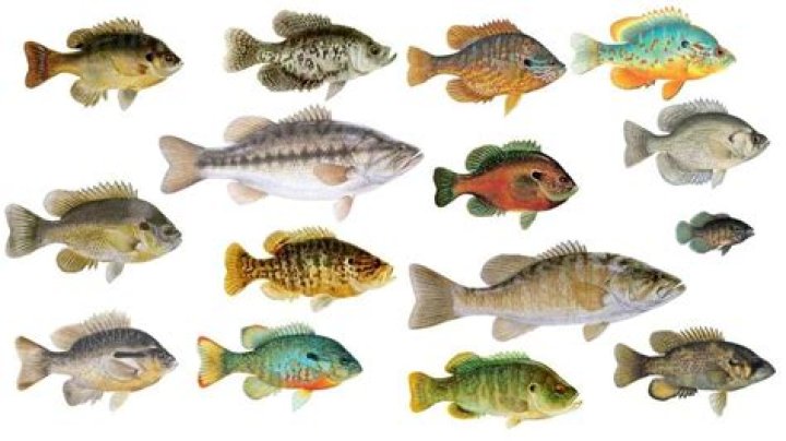 What are sunfish known for?