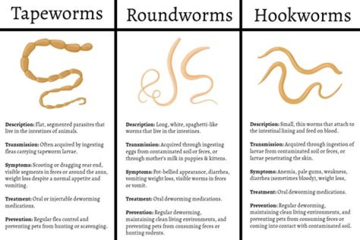 What are symptoms of roundworms in humans?