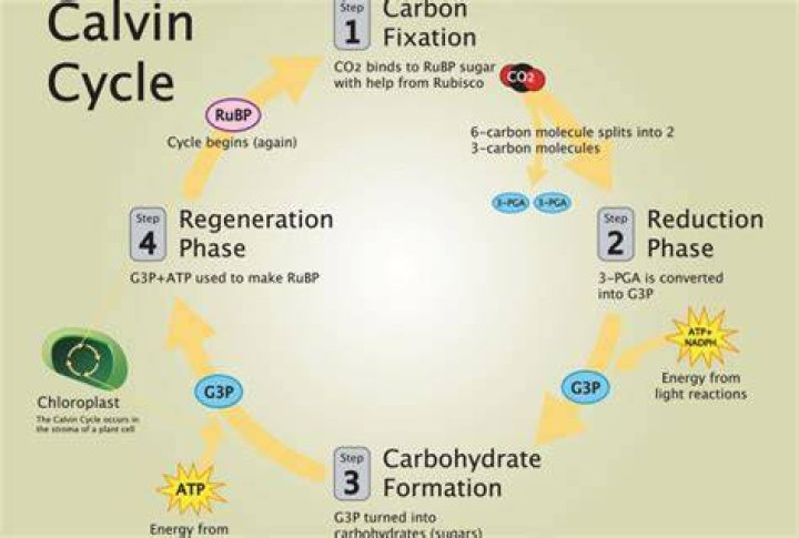 What are the 3 steps in the Calvin cycle?