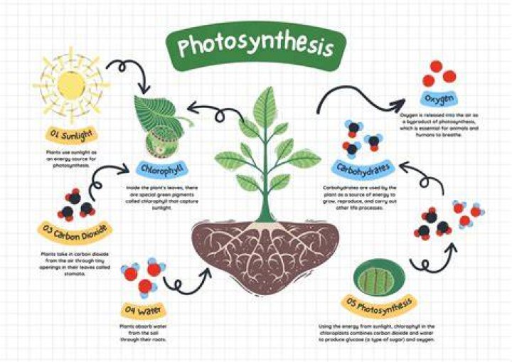 What are the 3 steps of photosynthesis?