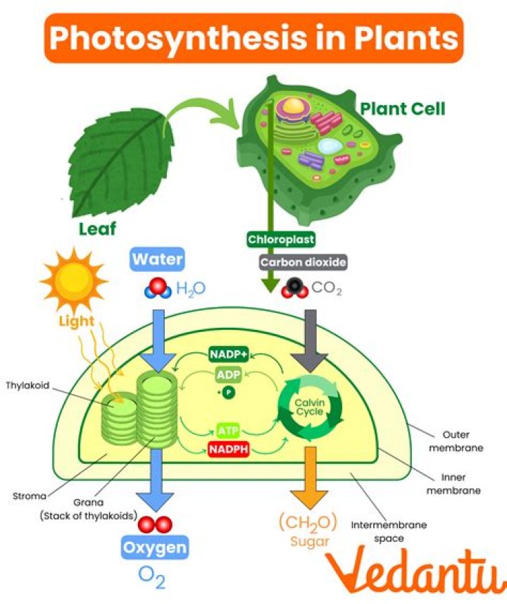 What are the 4 main steps of photosynthesis?