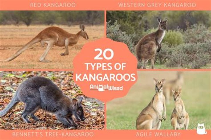 What are the 6 types of kangaroos?