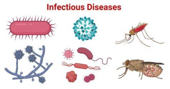 What are the diseases or conditions caused by Lactobacillus bifidus?
