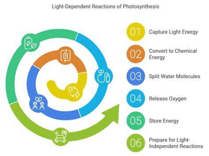 What are the five steps of light reactions?