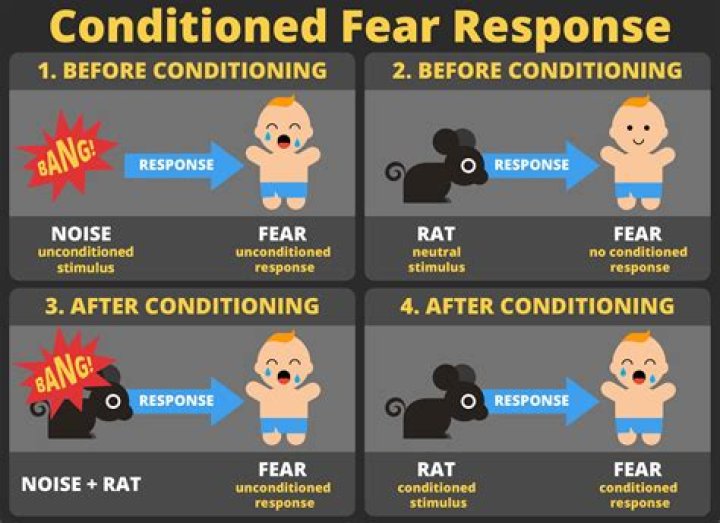 What are the implications of John B Watson's work was that human phobias might be the result of classical conditioning?