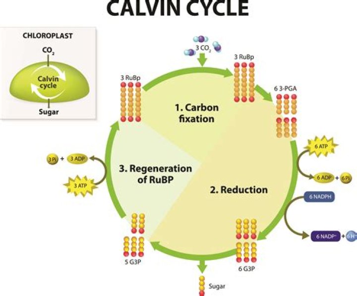 What are the inputs to the Calvin cycle?