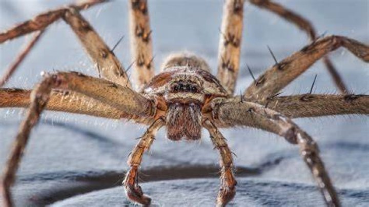 What are the point of spiders?