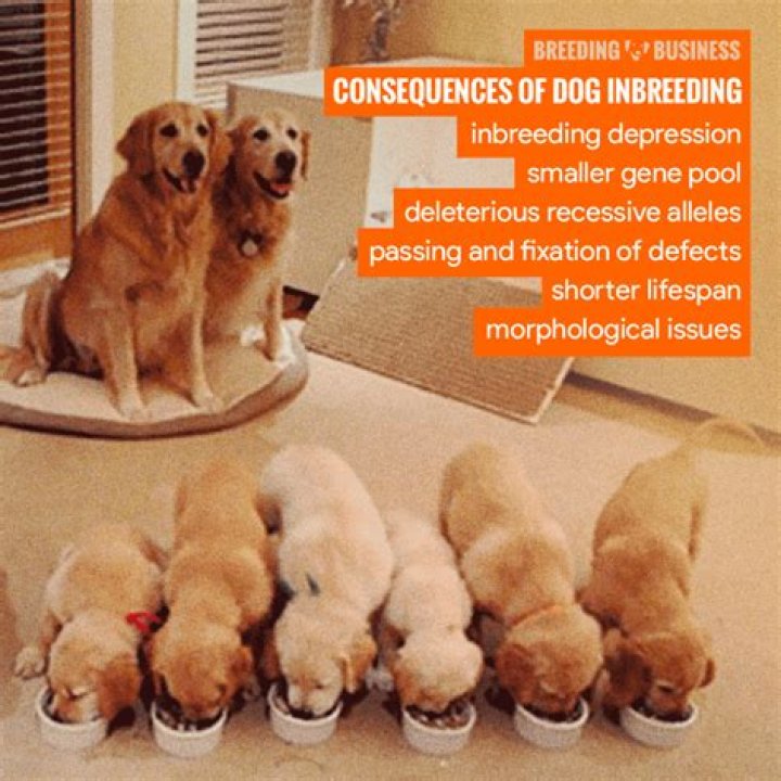 What are the problems with inbreeding dogs?