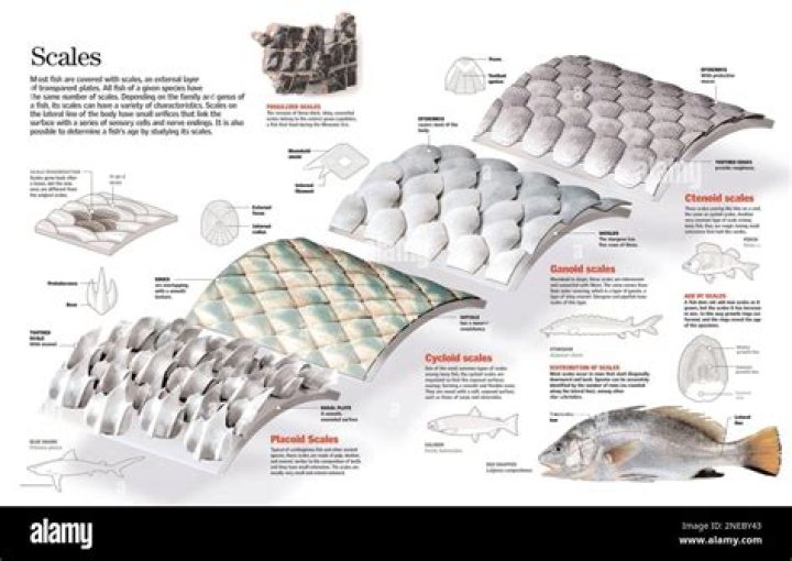 What are the scales of reptile skin made of?