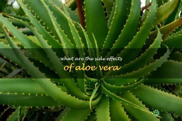 What are the side effects of aloe vera?