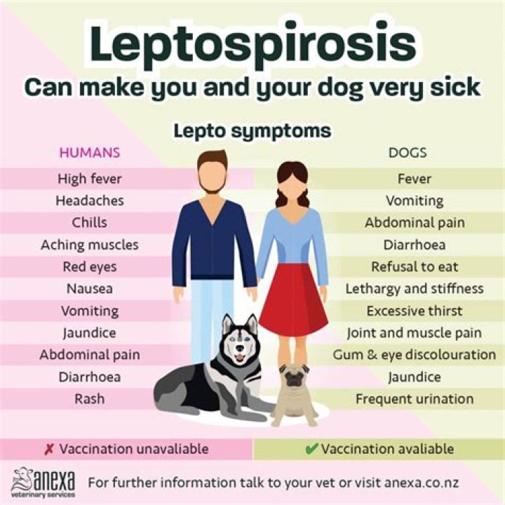 What are the symptoms of leptospirosis in dogs?